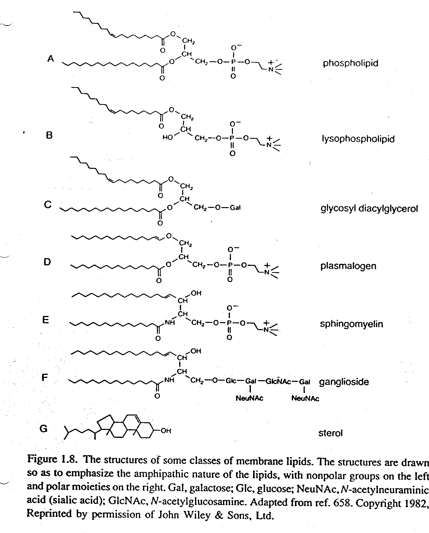 Chemical Structure Of Lipids Expii Hot Sex Picture