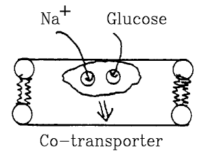 Carriers co-transport several types of molecules