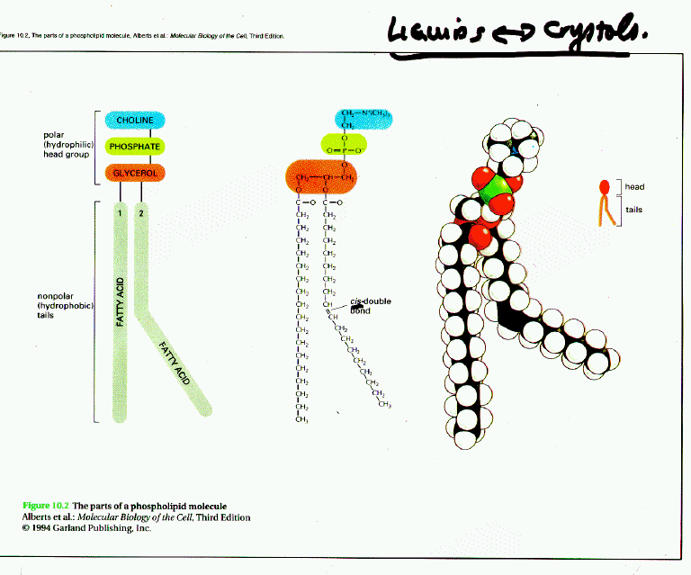 Phospholipid Molecules