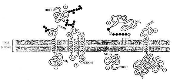Membrane Structure
